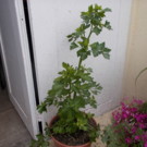 Divers  céleri commun  