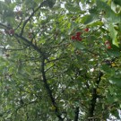 Cerises  A venir cueillir  