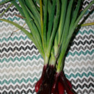 Oignon  Oignons nouveaux en botte d'environ 400g  