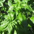 Basilic  Basilic Grand Vert  