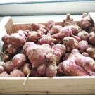 Topinanbour  bio en MSV  