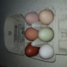 Oeufs  Œufs de poules en plein air  