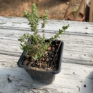 Plants  Thym  