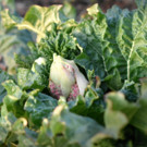 Plante  Rhubarbe en pot  