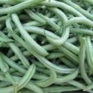 Haricots  Haricots verts  