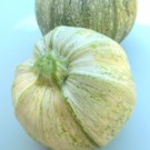 Courgette  Courgette ronde de Nice. Idéale à farcir.  