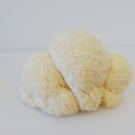 Champignon  Hydne hérisson  