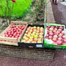 Pomme  Pommes bio différentes variétés  