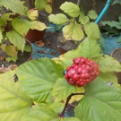 Plante  clerodendron bungei pink diamond  