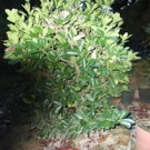 Arbres  fusain du Japon feuillage vert  