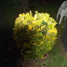 Arbres  fusain du Japon feuillage panaché  