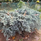 Arbres  genévrier ècailleux Blue Star  