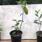 Plante  Laurier sauce pot de 35 cm 45 cm 30cm au choix  