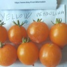 Graines  tomates naine h45 cm yellow pendulina 30 graines  