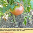 Graines  tomate brimmer vendu en sachet de 30 graines  