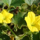 Plants  Courgette Verte de Milan  