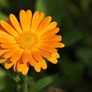 Calendula  Souci des jardins - jeune plant  