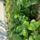 Sauge  Sauge fraiche  