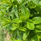 Menthe  Menthe fraiche  