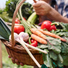 Panier SOLO (légumes de saison / 1 pers.)