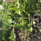 PLANTS  Plants de tomate variés  