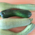 Courgette  Longue  
