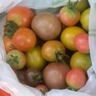 Tomate  Tomates cerise et cocktail pls variétés  