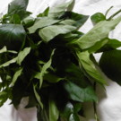 Autre  Basilic perpétuel : feuilles séchées  