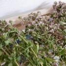 Origan  Origan séché  