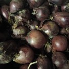 Oignon  Oignon rouge  