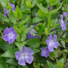 Feuilles  Grande pervenche - jeune bouture racinée  