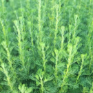 Feuilles  Armoise cola - jeune bouture racinée  