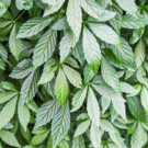 Feuilles  Jiaogulan - herbe de l'immortalité  