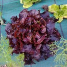 Salade  Feuille de chêne rouge  