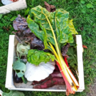 Panier FAMILLE (légumes de saison / 4 pers)  5 variétés minimum de légumes de saison  