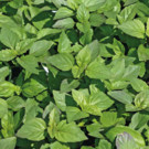Basilic  Basilic fin vert marseillais (pistou)  